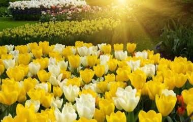 Bahar bahçesinde açan laleler güneşli arka planda.