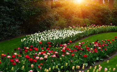 Hollanda, Avrupa 'da çiçek açan bir park.