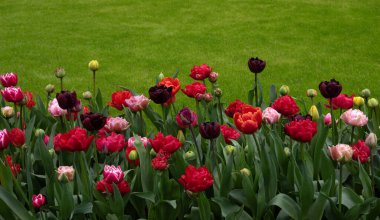 Hollanda 'da parkta güzel bahar çiçekleri
