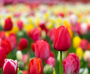 İlkbaharda açan laleler Renkli arka planda