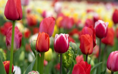 İlkbaharda açan laleler Renkli arka planda