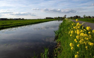 Yeşil çayır ve kanal manzarası Hollanda 'da berrak su ile