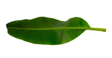 Beyaz arkaplanda yalıtılmış tropikal yaprak.