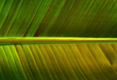 Yeşil yaprak dokusunu kapat, doğal bitki arkaplanı