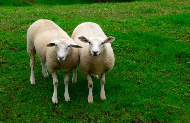 Güneşli bir günde yeşil çimenlikteki bir çayırda koyun