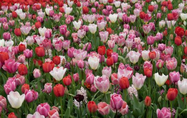 Parlak renkli arka planda açan laleler.