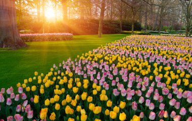 Yeşil çimenler, ağaçlar ve güneş ışığında açan çiçeklerle dolu bahar çiçeği parkı.