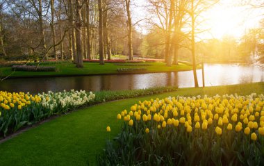 Yeşil çimenler, ağaçlar ve güneş ışığında açan çiçeklerle dolu bahar çiçeği parkı.