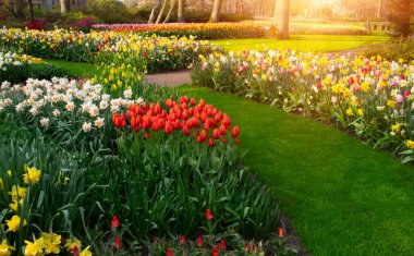 Yeşil çimenler, ağaçlar ve güneş ışığında açan çiçeklerle dolu bahar çiçeği parkı.