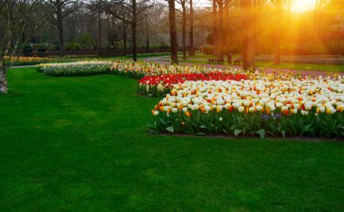 Yeşil çimenler, ağaçlar ve güneş ışığında açan çiçeklerle dolu bahar çiçeği parkı.