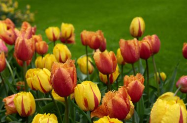 İlkbaharda açan laleler Renkli arka planda