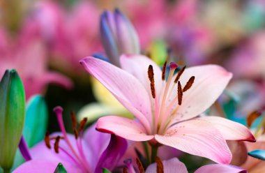 Bulanık çiçek arkaplanda renkli zambaklar