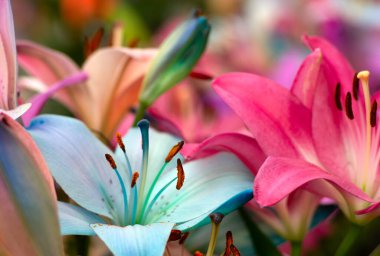 Bulanık çiçek arkaplanda renkli zambaklar