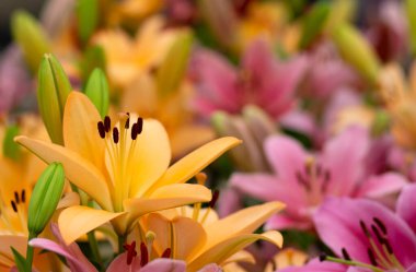 Bulanık çiçek arkaplanda renkli zambaklar