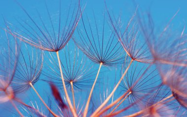 Karahindiba çiçeği güneşe yakın çekim