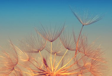 Karahindiba çiçeği soyut çiçek arkaplanı