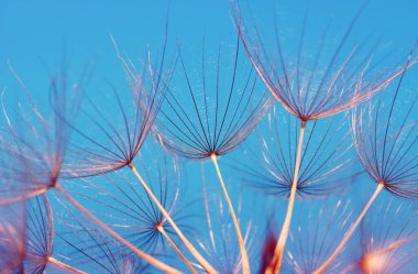 Karahindiba çiçeği soyut çiçek arkaplanı