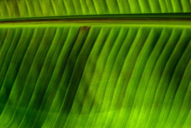 Yeşil yaprak dokusunu kapat, doğal bitki arkaplanı