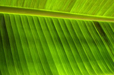 Yeşil yaprak dokusunu kapat, doğal bitki arkaplanı