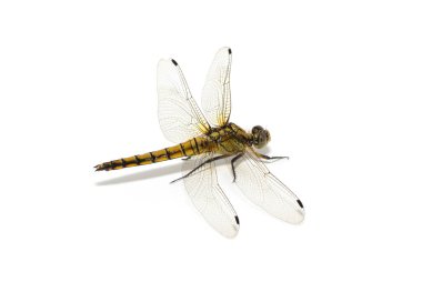 Beyaz arka plan üzerinde izole yusufçuk