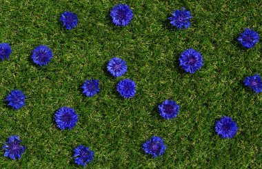 Mavi çiçekler yaz bitkileri yeşil çimen arka planda. Kapalı çiçek dokusu