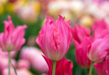 Lale çiçeğinin yakın plan görüntüsü mavi renkli arkaplan. 