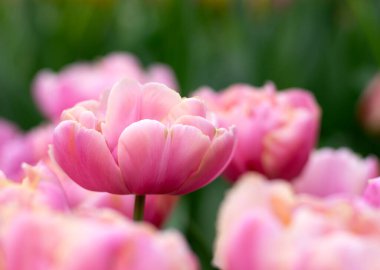 Parlak renkli arka planda açan laleler.