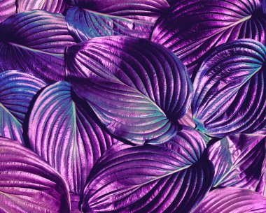 Yaprak dokusu, doğa arkaplan mavi yaprak