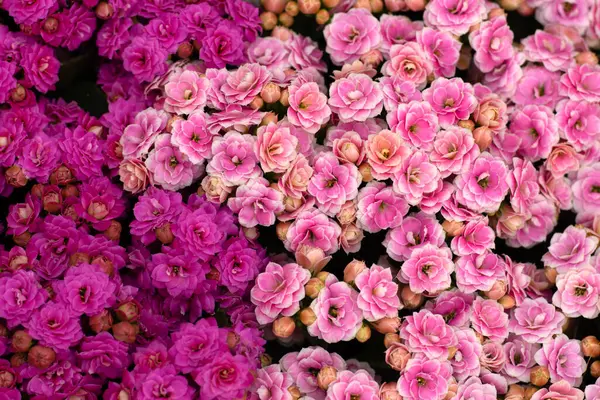 Farklı renkli çiçeklerin çiçek arkaplanı