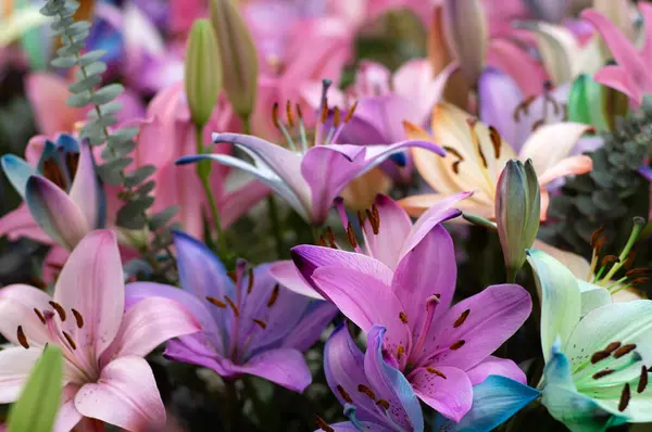 Bulanık çiçek arkaplanda renkli zambaklar