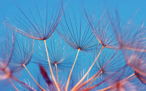 Karahindiba çiçeği güneşe yakın çekim