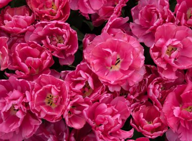 İlkbaharda açan laleler Renkli arka planda