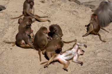 Hayvanat bahçesinde oynayan maymunlar