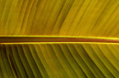Yeşil yaprak dokusunu kapat, doğal bitki arkaplanı