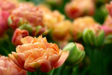 İlkbaharda açan laleler Renkli arka planda