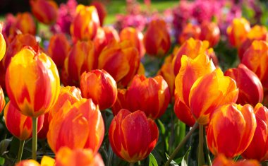 İlkbaharda açan laleler Renkli arka planda