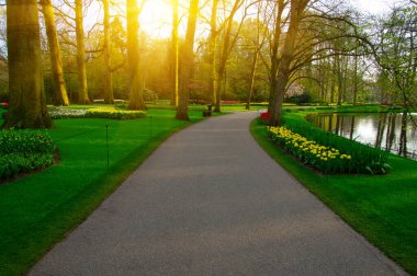 Yeşil çimenler, ağaçlar ve güneş ışığında açan çiçeklerle dolu bahar çiçeği parkı.