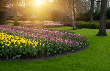Yeşil çimenler, ağaçlar ve güneş ışığında açan çiçeklerle dolu bahar çiçeği parkı.