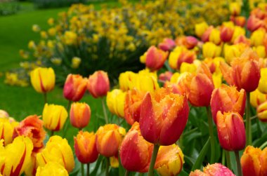 İlkbaharda açan laleler Renkli arka planda