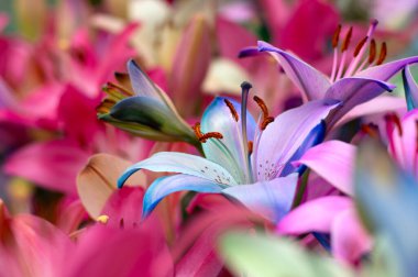 Bulanık çiçek arkaplanda renkli zambaklar