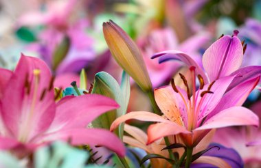 Bulanık çiçek arkaplanda renkli zambaklar