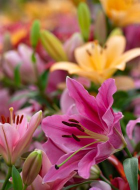 Bulanık çiçek arkaplanda renkli zambaklar