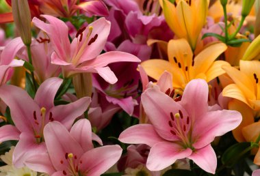 Bulanık çiçek arkaplanda renkli zambaklar