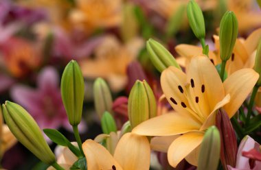 Bulanık çiçek arkaplanda renkli zambaklar