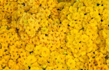 Farklı renkli çiçeklerin çiçek arkaplanı