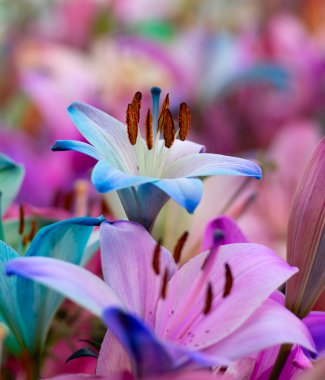 Bulanık çiçek arkaplanda renkli zambaklar