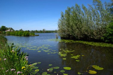 Göl manzarası ve mavi gökyüzü yansıyor. Nehirdeki su tesisleri ve Hollanda 'daki sulak alanlar