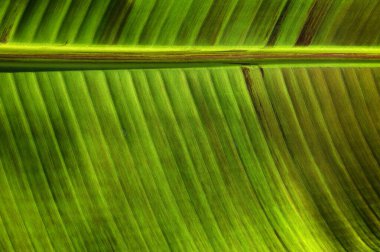 Yeşil yaprak dokusunu kapat, doğal bitki arkaplanı