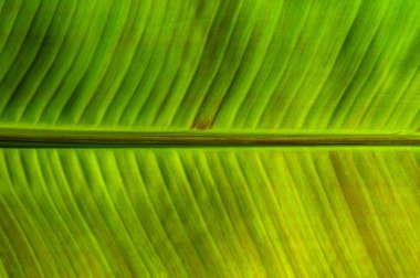 Yeşil yaprak dokusunu kapat, doğal bitki arkaplanı