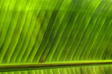 Yeşil yaprak dokusunu kapat, doğal bitki arkaplanı